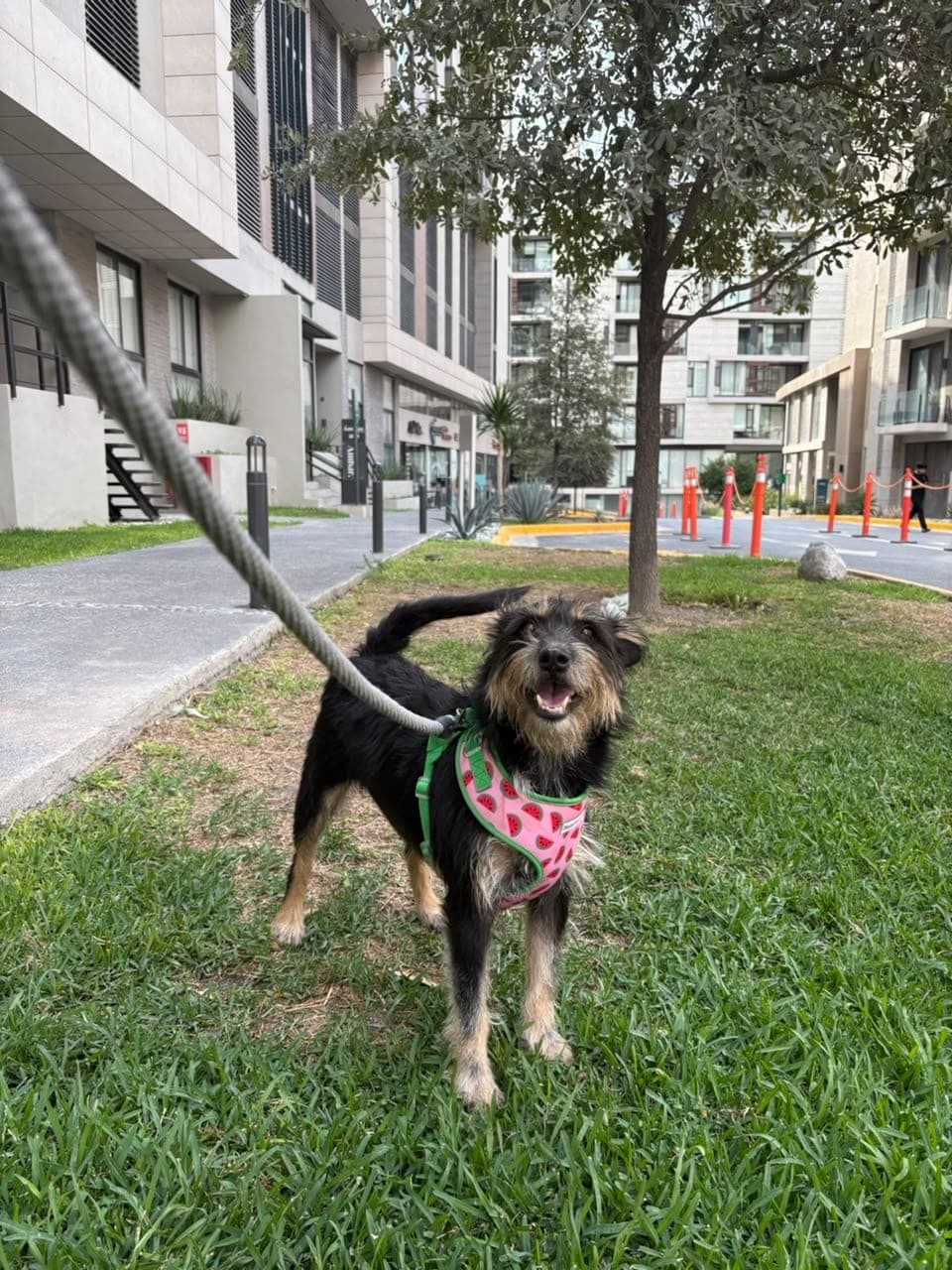 Amanda, a scruffy black-and-tan dog in a pink watermelon harness, standing on the grass on a leash with her mouth open
