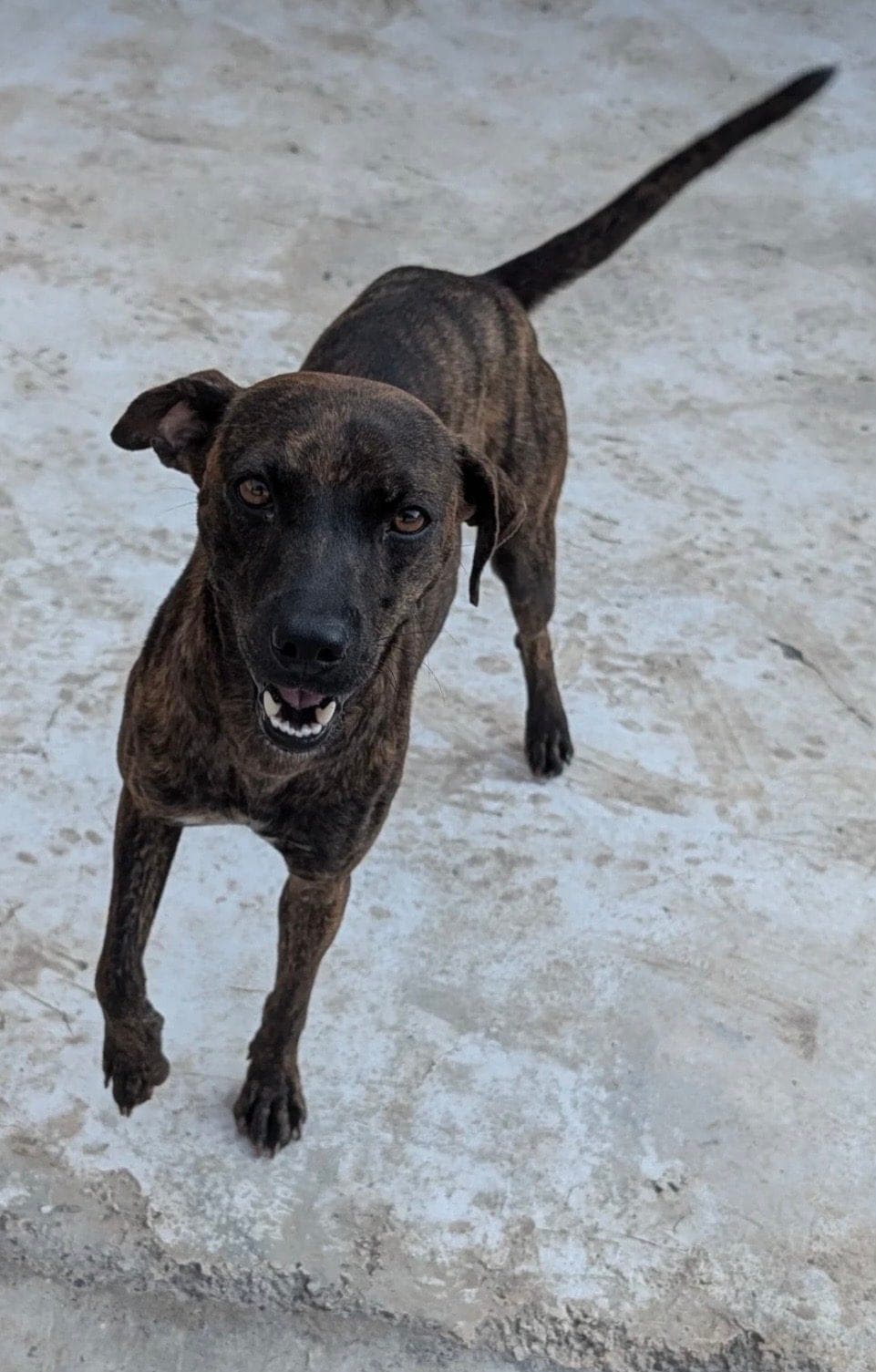 Hanna, a small brindle dog, walking toward the camera on a concrete floor with her mouth open and her tail up